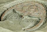 Early Cambrian Fallotaspis - Tazemmourt, Morocco #350549-8